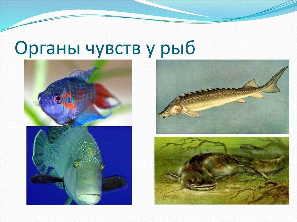 Обоняние у рыб: связь со вкусом и общей химической чувствительностью