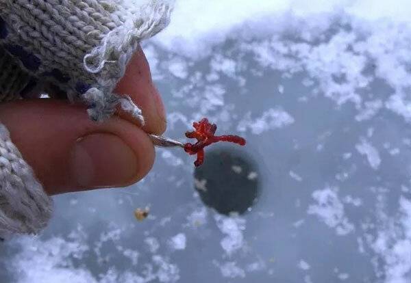 Семь способов насадить мотыля на мормышку зимой