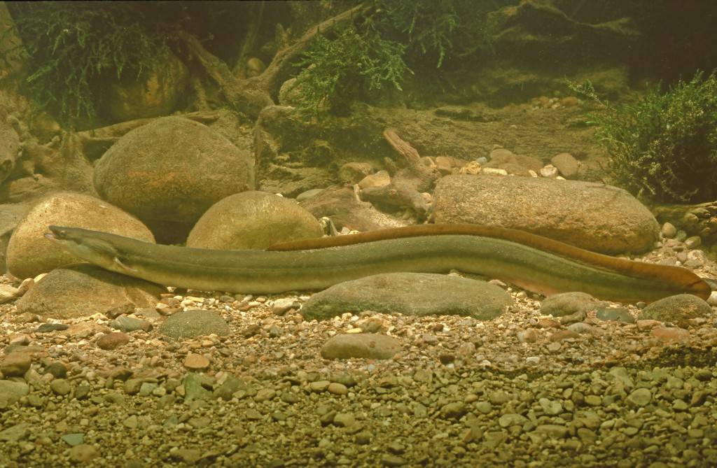Загадочная рыба змея — угорь: где обитает и на что ловят. ангулас — малёк угря
