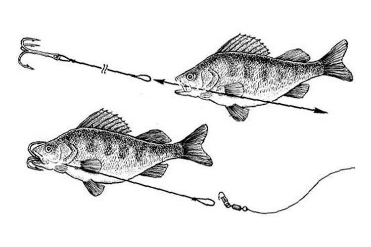 Как насаживать живца на крючок: 5 лучших способов - рыбачок!сайт рыбачок