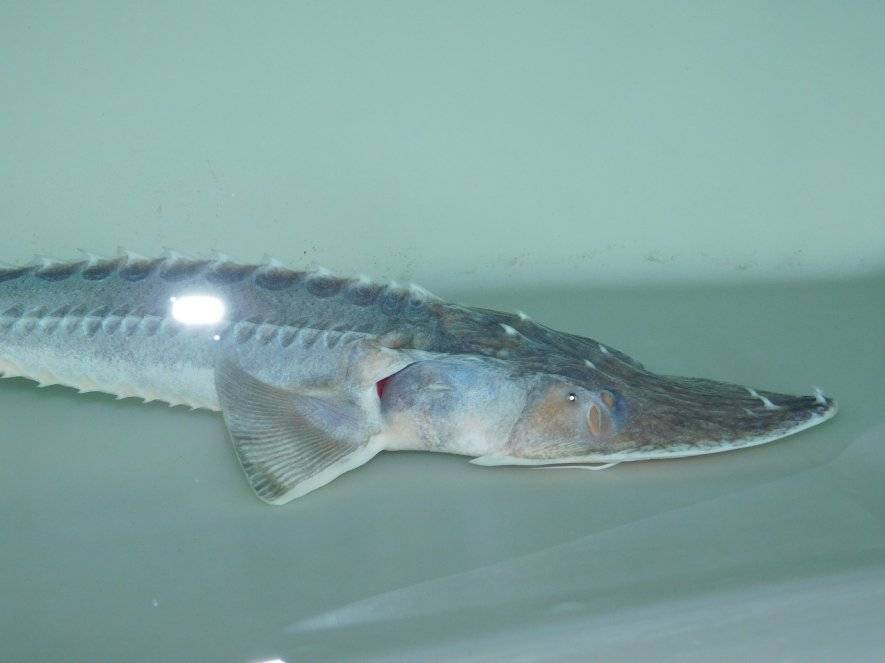 Рыба усач: виды, описание, фото