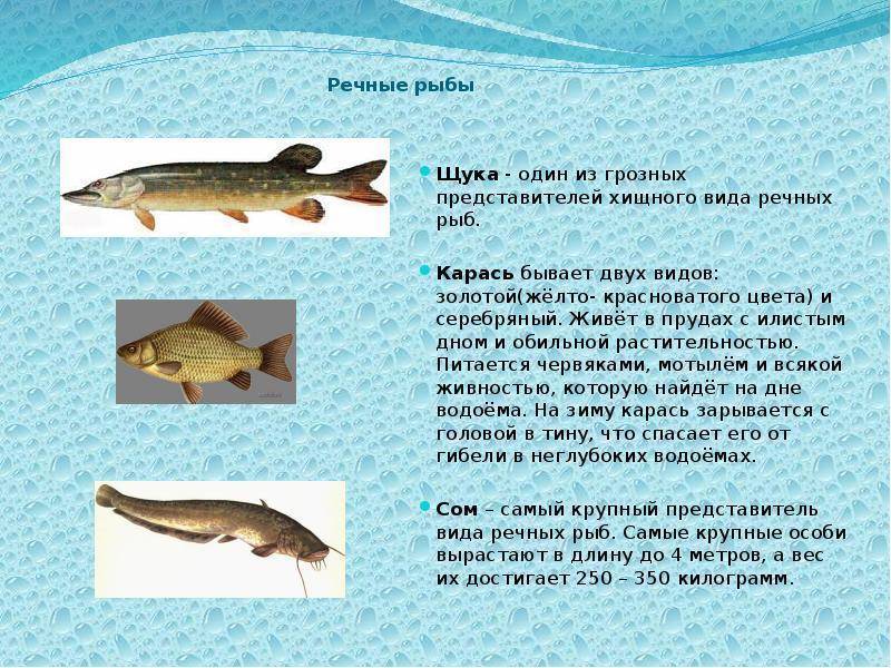 Образ жизни рыб. размеры и вес рыб. интересное о рыбах