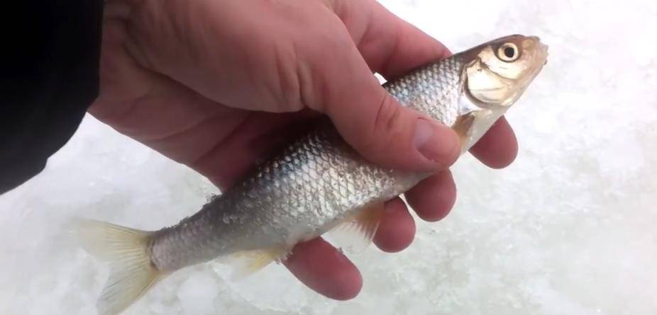 Мормышки для зимней рыбалки: выбираем самые уловистые виды