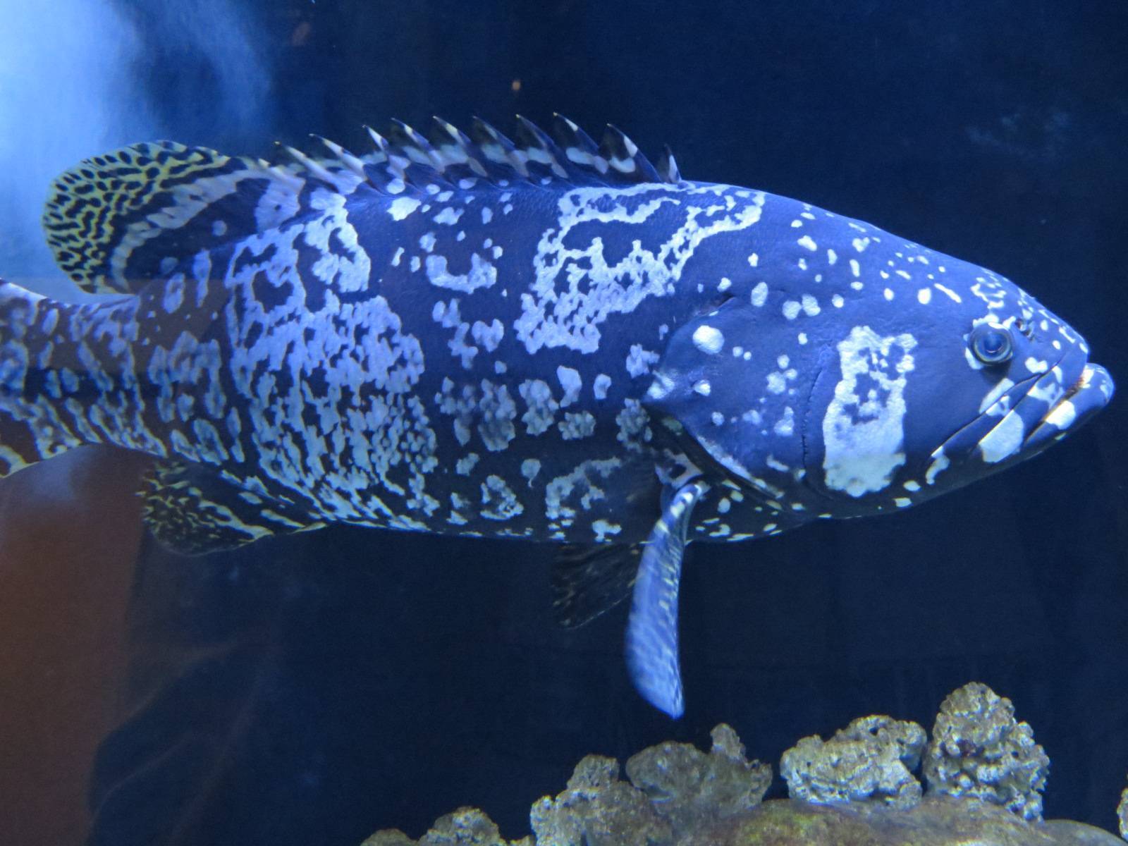 Рыба групер: картофельный, красный и другие представители каменных окуней