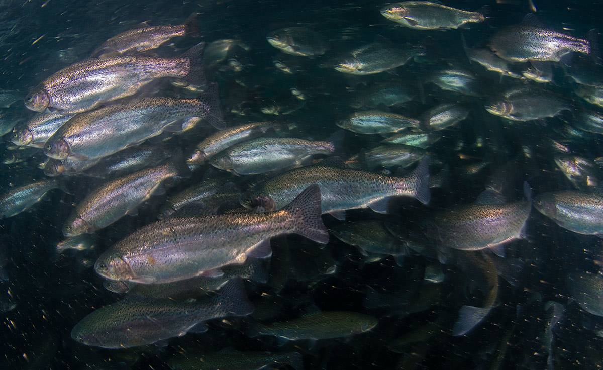 Форель рыба. образ жизни и среда обитания рыбы форель