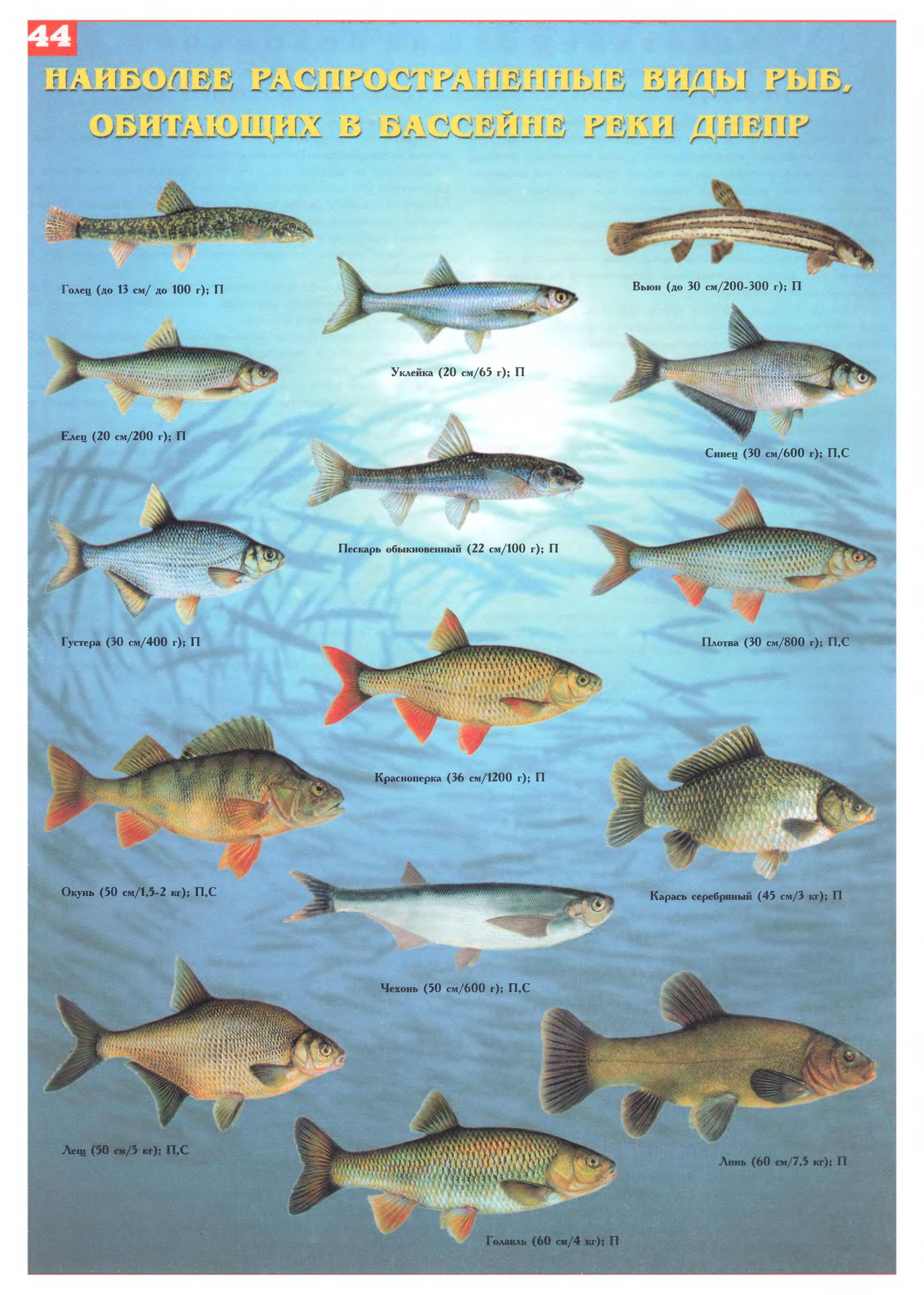 Самые большие речные рыбы в россии – список, размеры, фото и видео