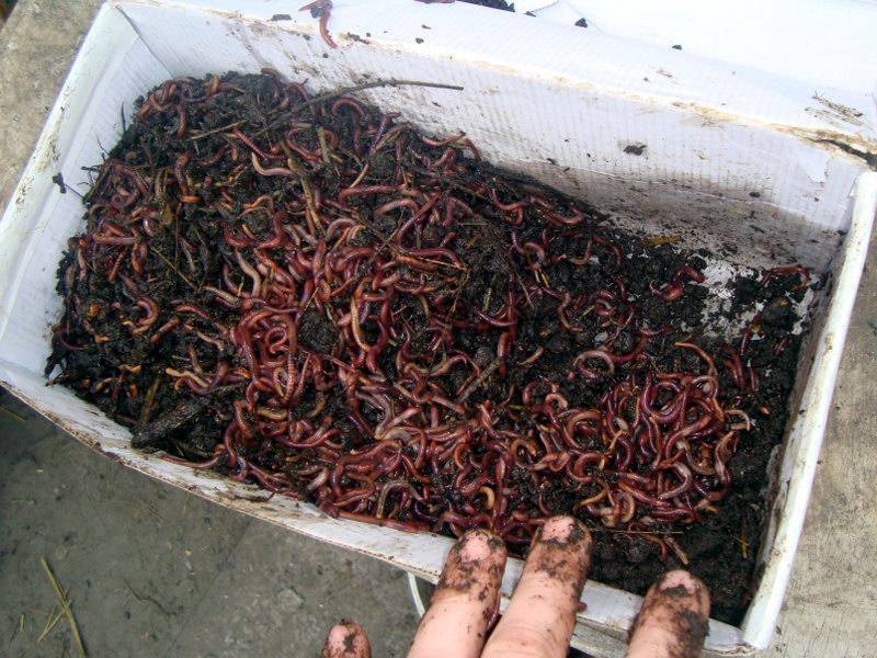 Разведение навозного червя в домашних условиях