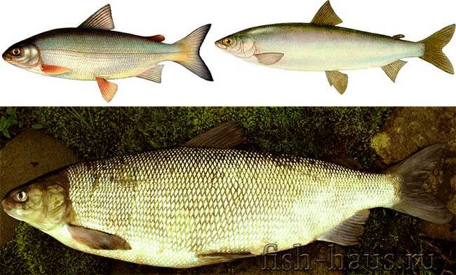 Разновидности сиговых рыб и особенности их ловли