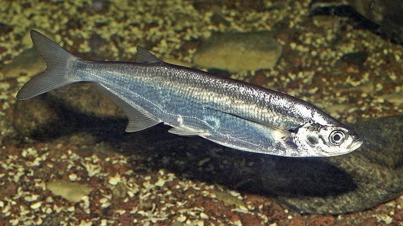 Рыба чехонь и ее среда обитания: где водится, чем питается, размножение