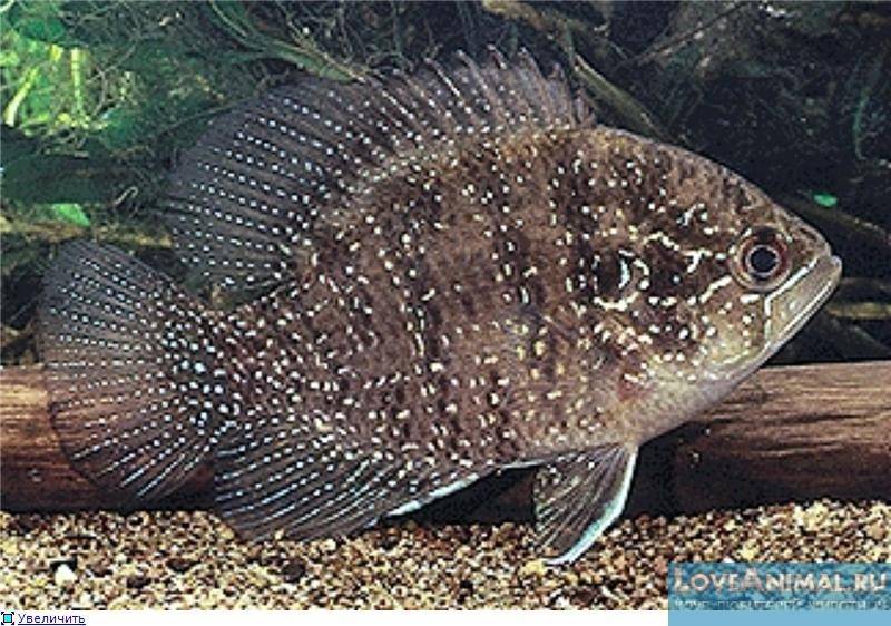 Рыба «Окунь солнечный бриллиантовый» фото и описание