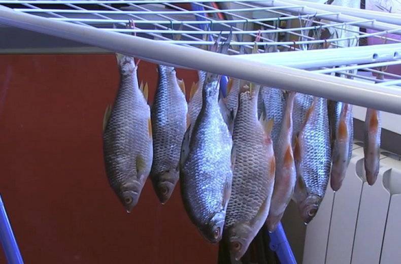 Как хранить вяленую рыбу в домашних условиях