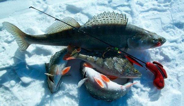 Лучшая погода для рыбалки: природные факторы и клев рыбы