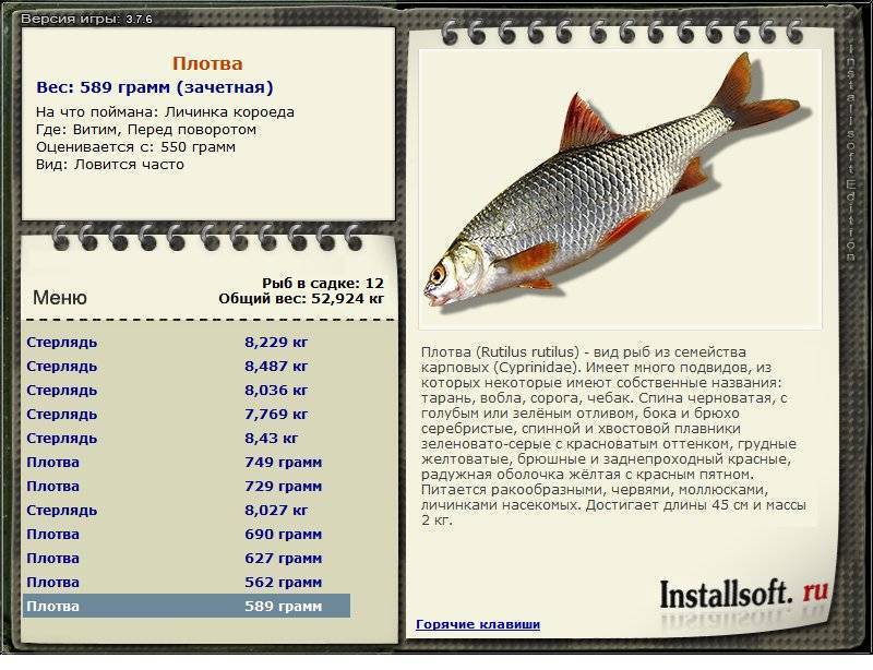 Рыба сорожка (плотва) – все лайфхаки и советы для рыбалки на одном сайте