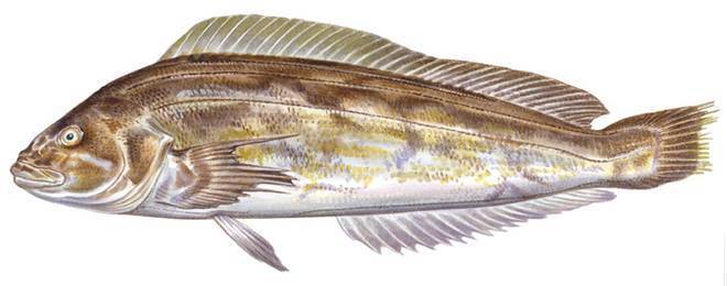 Рыба «Терпуг японский» фото и описание
