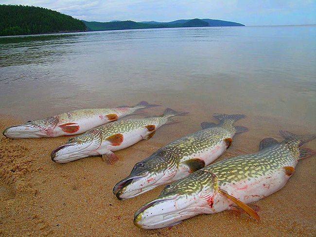 Рыбалка в таганрогском заливе: каталог рыболовных предложений
