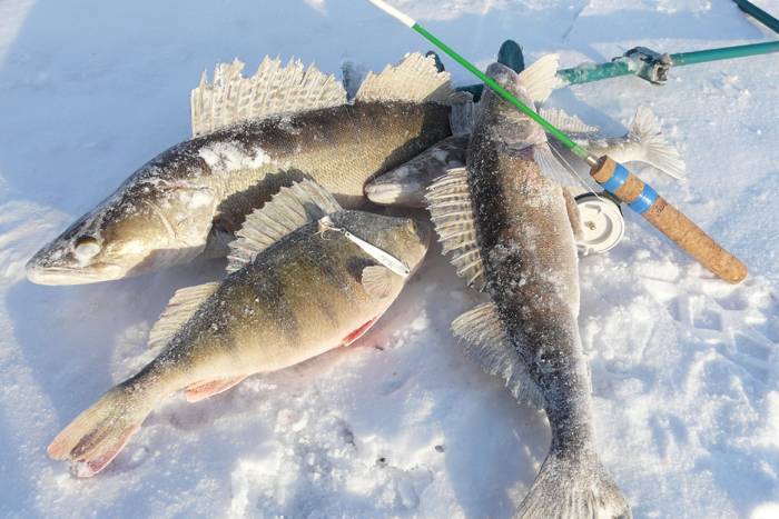 Ловля судака зимой в феврале: как ловить на течении, снасти для рыбалки