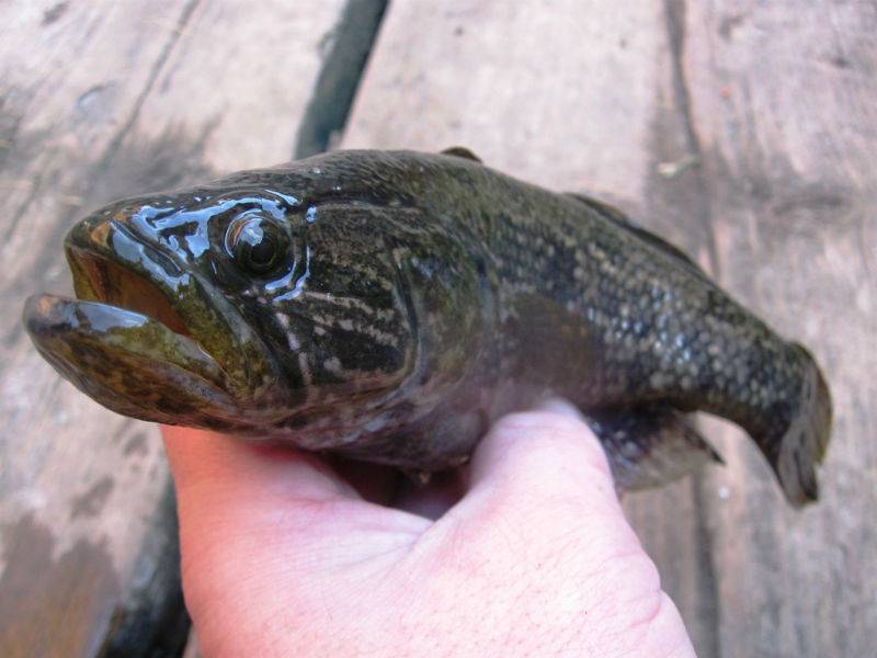Ротан рыба. описание, особенности и среда обитания рыбы ротан | животный мир