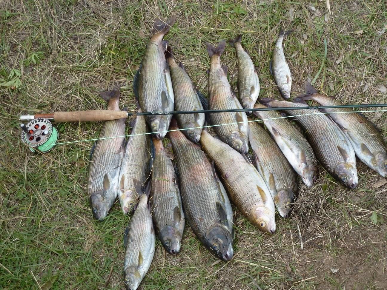 Рыбалка на хопре: какая рыба водится, где лучше ловить