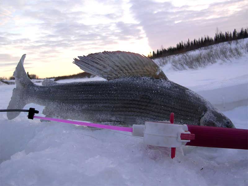 Особенности рыбалки на хариуса зимой