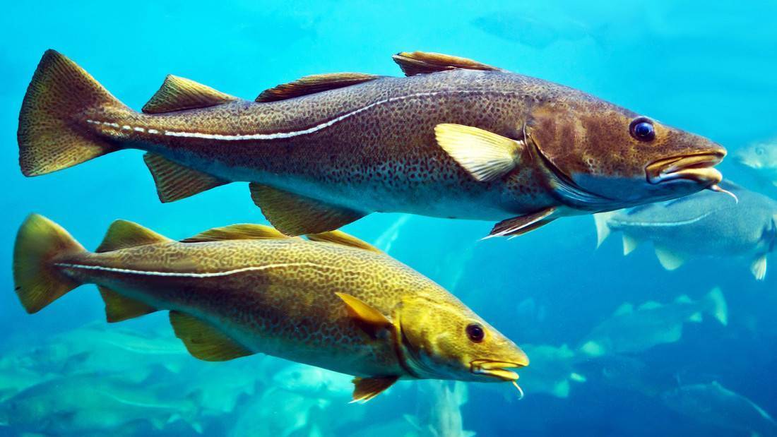 Рыба «Треска атлантическая» фото и описание