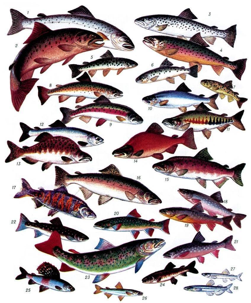 Лосось: какая это рыба, морская или речная, фото, цена