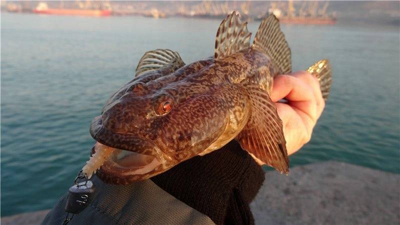 Рыба «Бычок-кнут» фото и описание