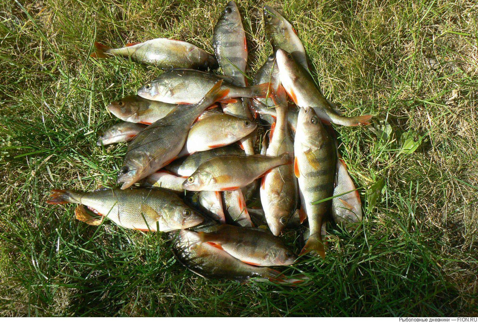 Где на реке воронеж рыбалка - популярное  - каталог статей - voronezh