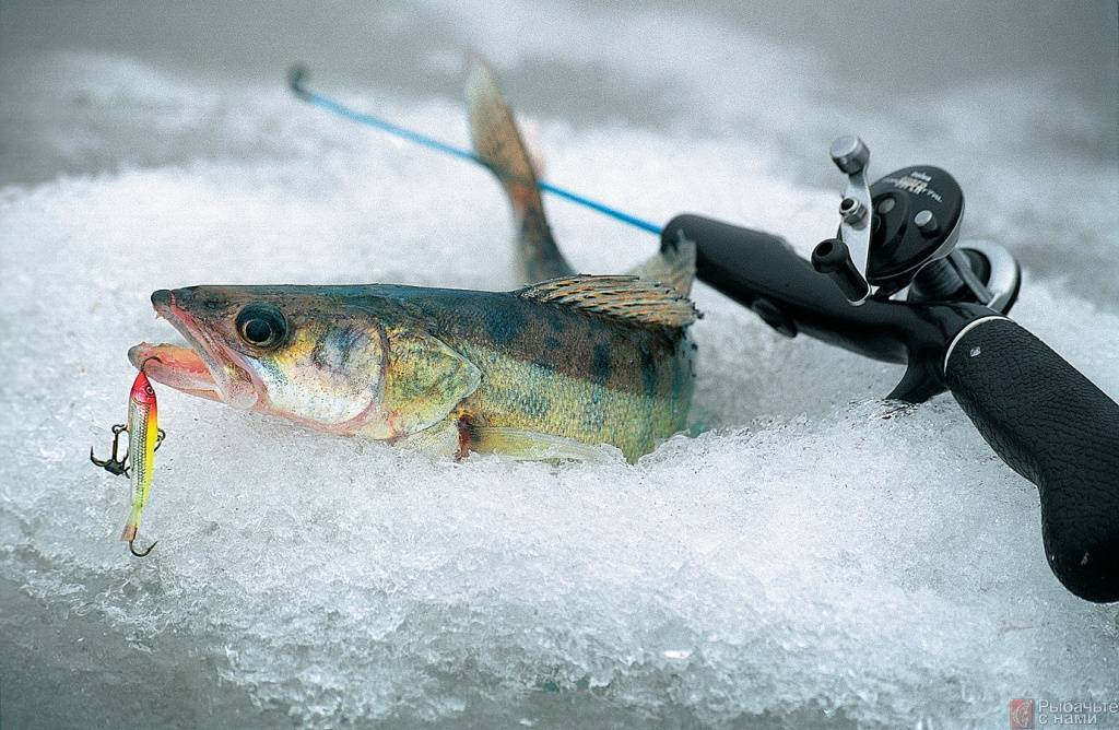 Как ловить судака зимой на балансир: техника и тактика ловли, обзор лучших уловистых балансиров