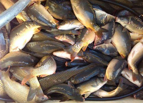 12 лучших рыболовных мест тамбовской области – рыбалке.нет