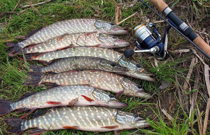 Все о рыбалке в серпуховском районе