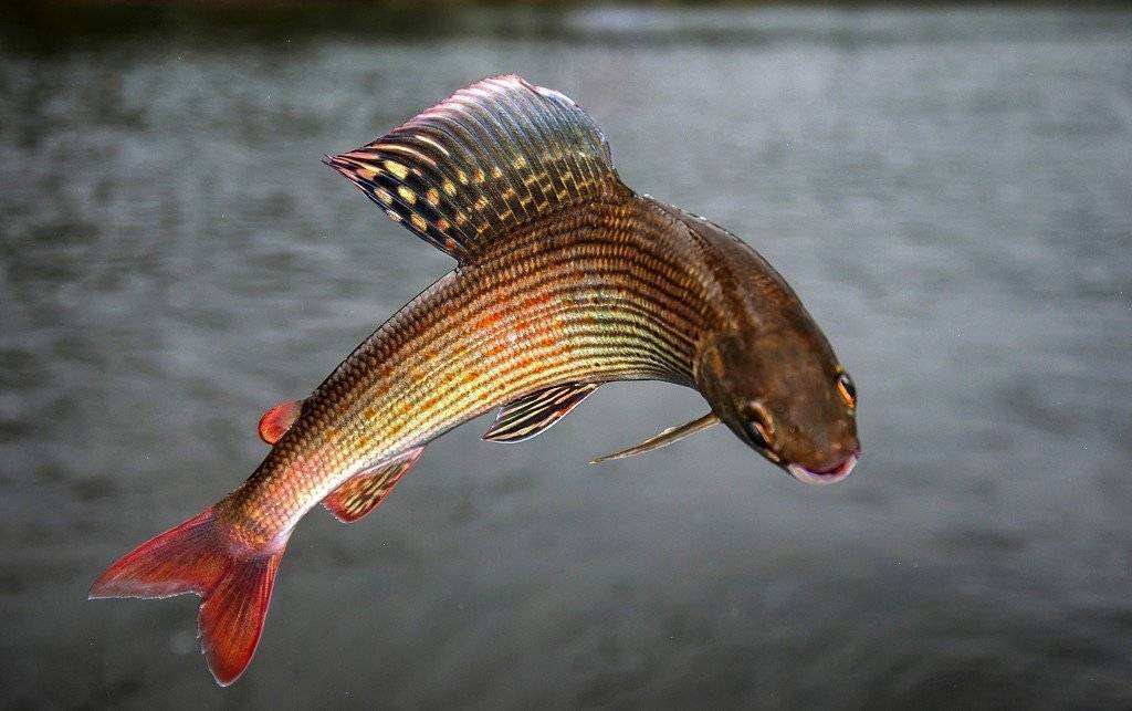 Хариус: фото рыбы, процесс нереста, окраска и виды