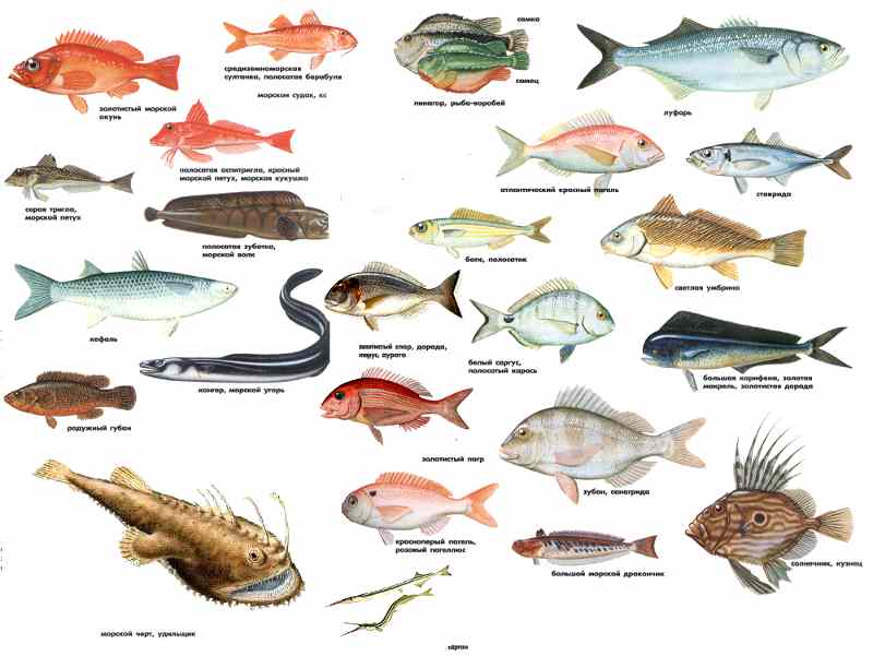 Разновидности плоской рыбы, виды круглой рыбы, их характерные особенности