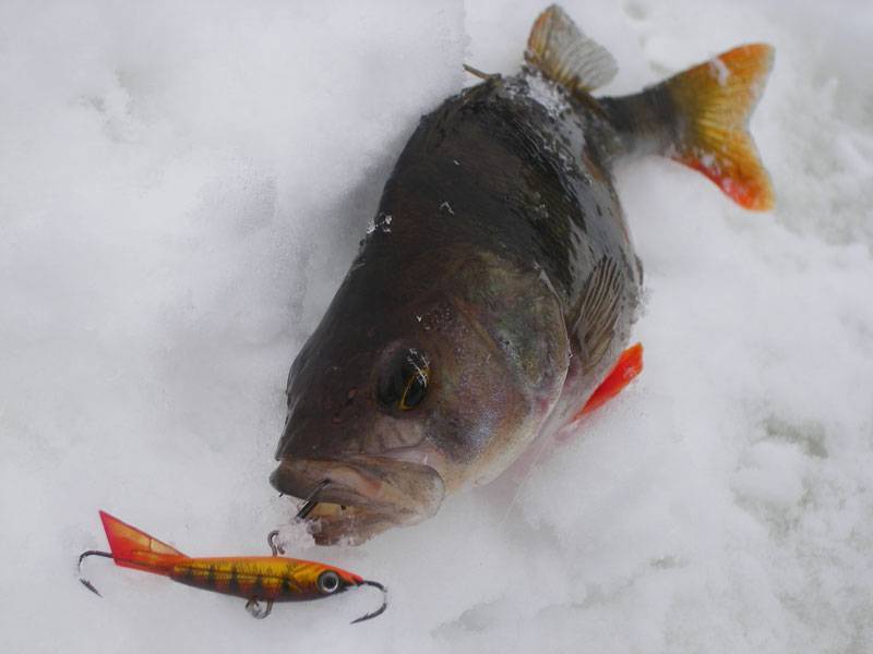 Зимняя ловля окуня, лучшие приманки для рыбалки по первому льду