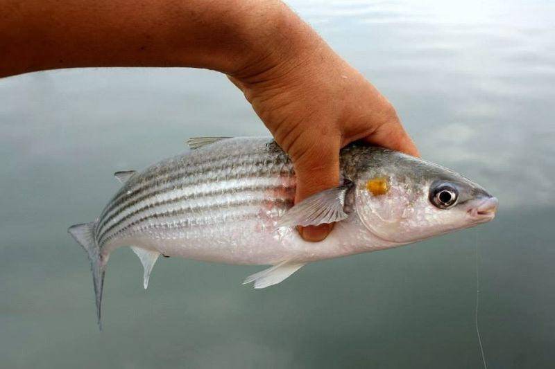Рыба кефаль – блестящее чудо для здорового, бюджетного питания