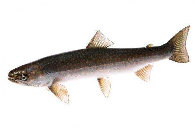 Рыба голец: польза и вред