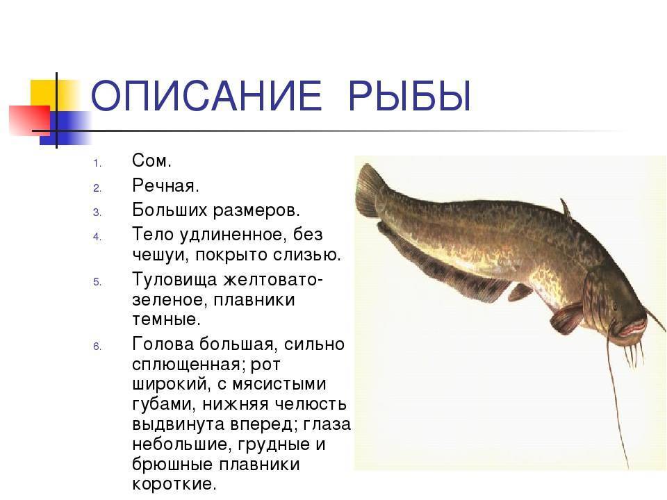 Рыба карась: как выглядит и чем питается, описание вида