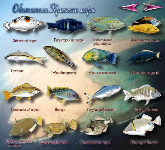 Рыба сорога: фото и описание, места обитания и питание, особенности рыбалки