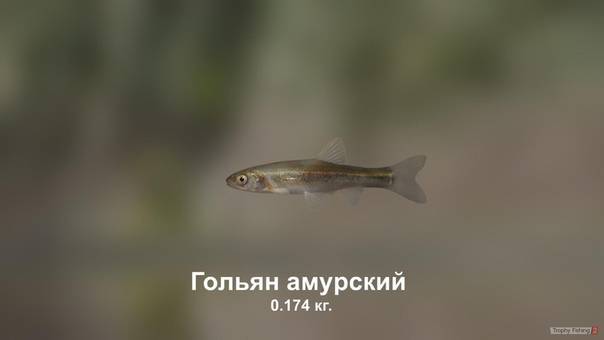 Рыба «Гольян озерный» фото и описание