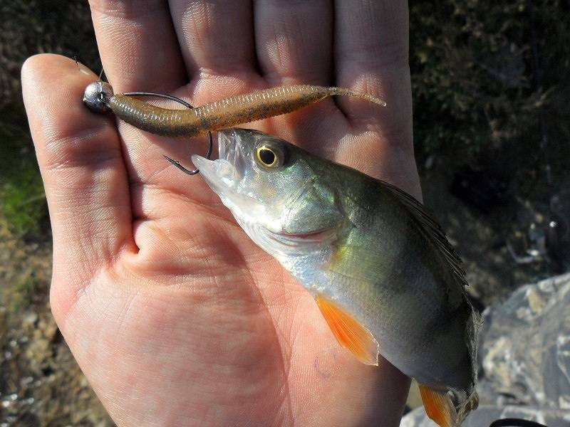 Приманки на окуня: топ лучших для успешной ловли рыбы