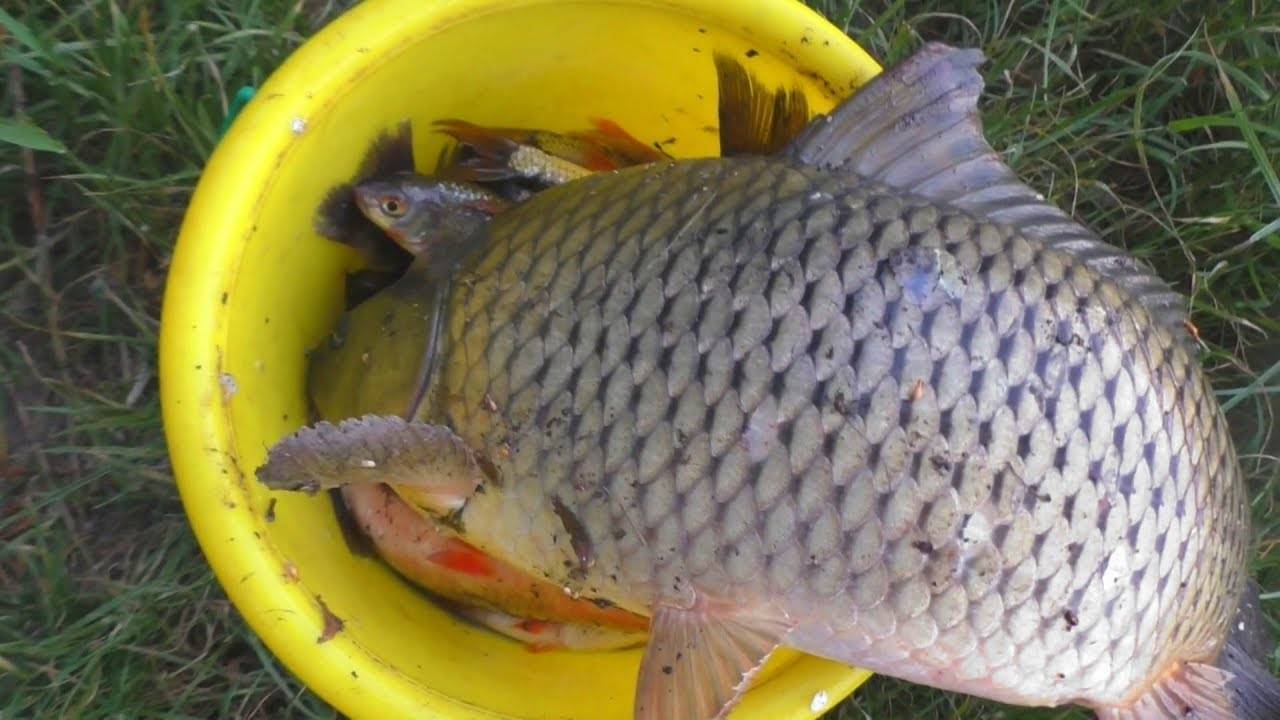 Рыбалка в рыбном хозяйстве “бисерово”