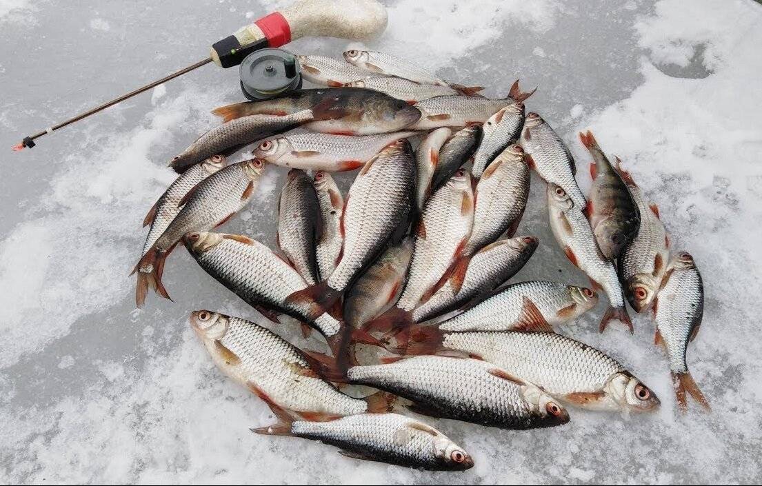 Рыбалка на плотву по первому льду
