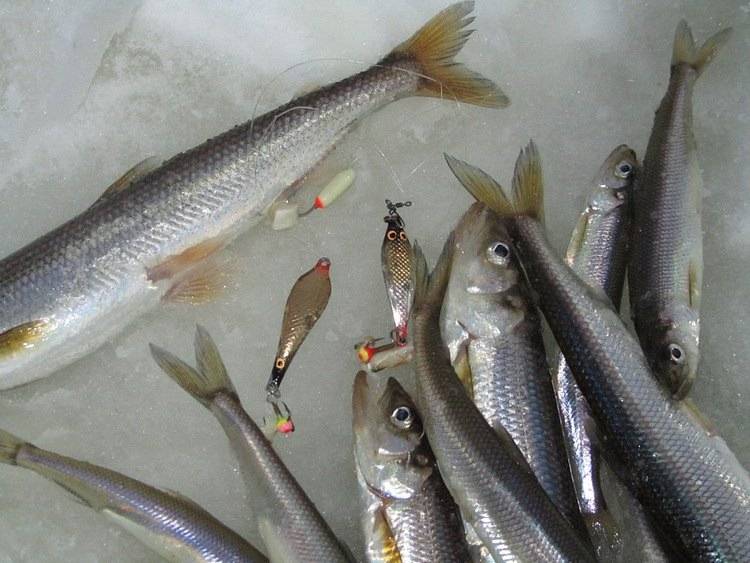 Какие бывают виды рыб семейства корюшки, чем питается и где водится корюшка, основные способы ее ловли