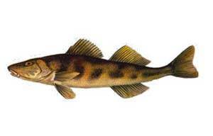 Разновидности речных рыб: виды, список, названия, описание с фото и места обитания