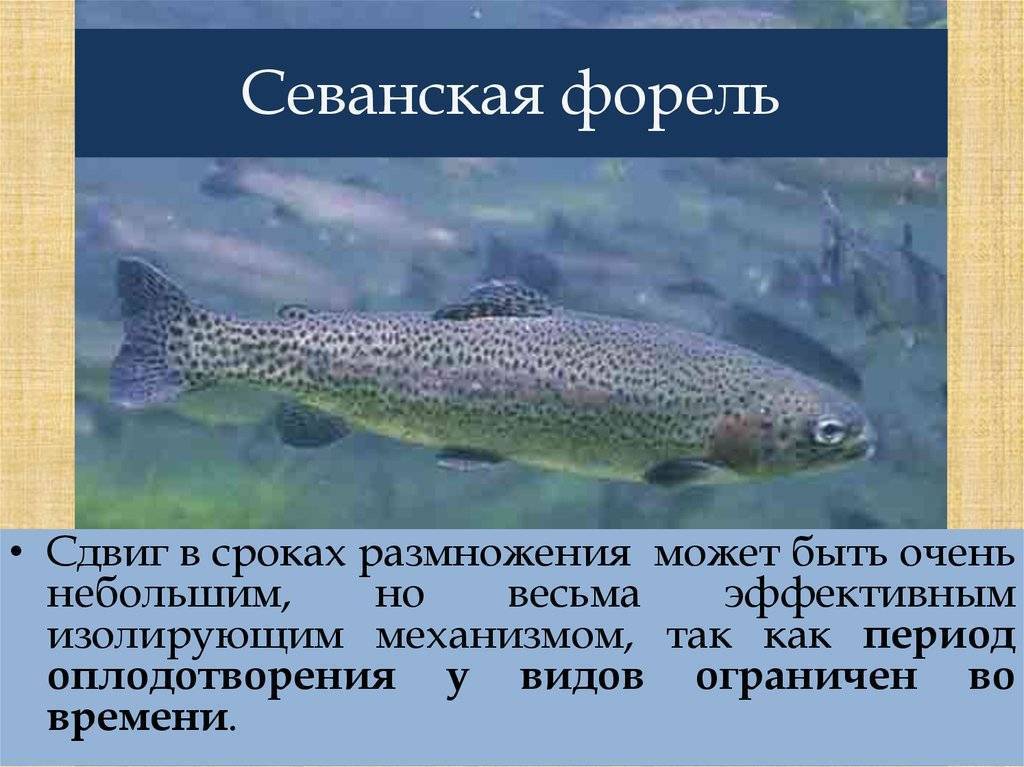 Рыба форель: (описание видов, образ жизни, среда обитания форели)
