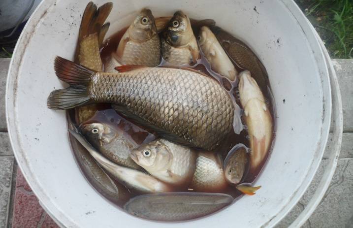 Каша для рыбалки на пружину — топ-8 лучших рецептов