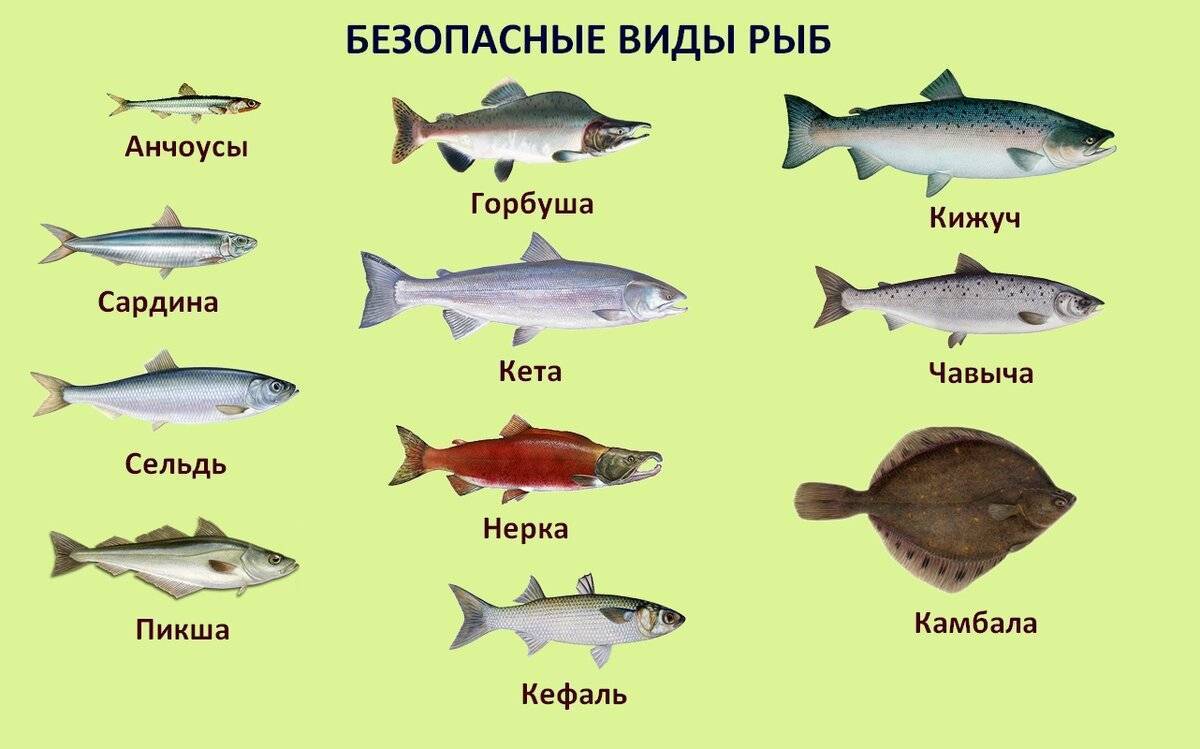 Нежирная рыба для диеты: список сортов красной и белой