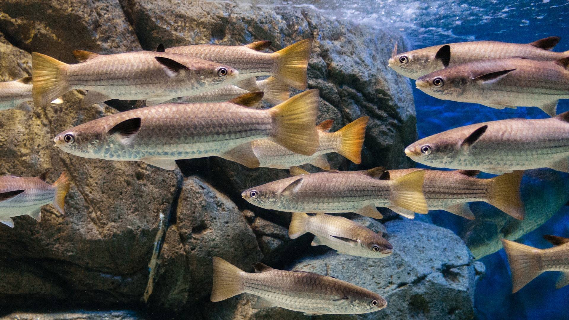 Пеленгас: ценная рыба семейства кефалевых