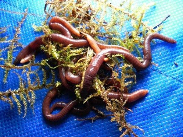 Как развести навозного червя в домашних условиях
