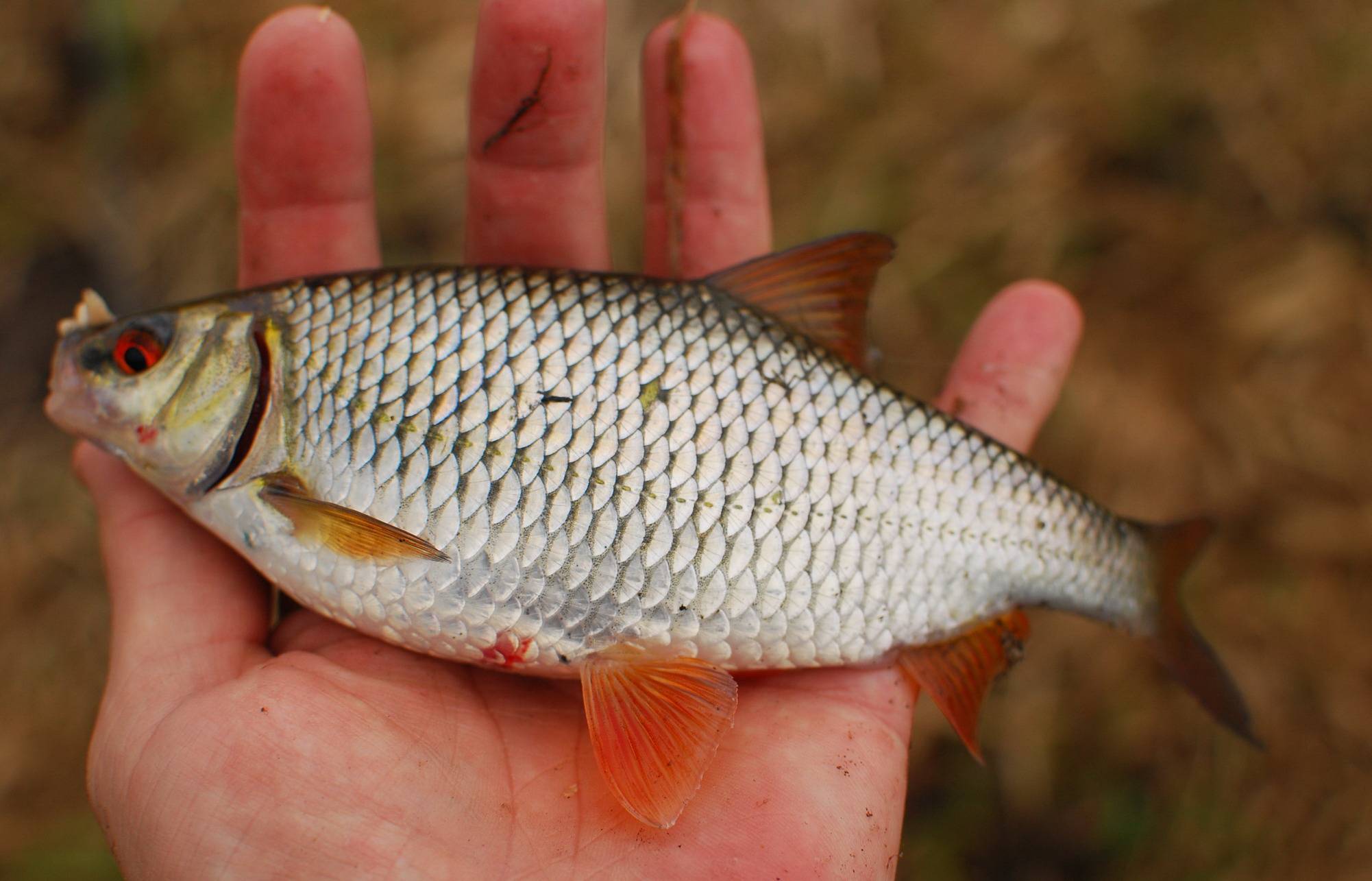 Рыба плотва: места обитания и разновидности, чем питается, особенности ловли и приготовления сороги