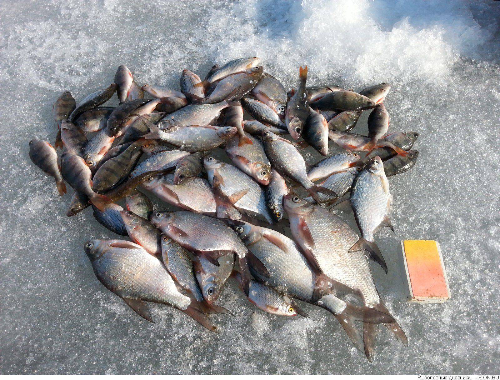 Рыбалка онлайн! ловля рыбы, отчеты о рыбалке